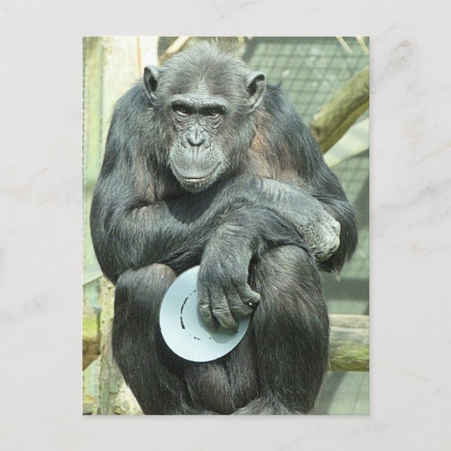 FUNNY CHIMPANZEE POSTCARD (Front)