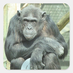 FUNNY CHIMPANZEE SQUARE STICKER
