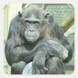 FUNNY CHIMPANZEE SQUARE STICKER