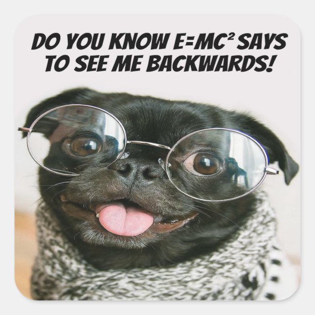 Funny Chinese Pug Puppy Dog Theory Acute Tales The Square Sticker (Front)