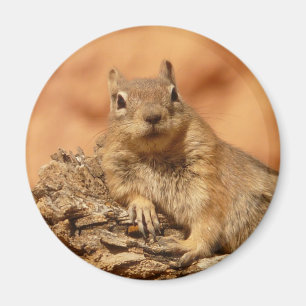 Funny chipmunk lying on a rock magnet
