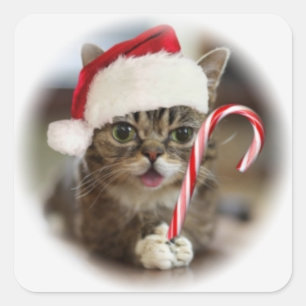 Funny Christmas Cat Square Sticker