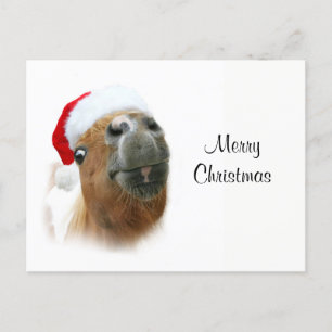 Funny Christmas horse Holiday Postcard