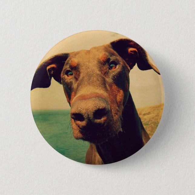 Funny Closeup of a Natural Doberman Dog 6 Cm Round Badge (Front)
