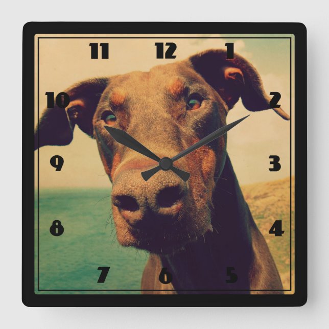 Funny Closeup of a Natural Doberman Dog Square Wall Clock (Front)