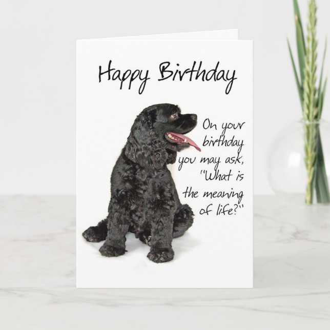 Funny Cocker Spaniel Birthday Card (Front)