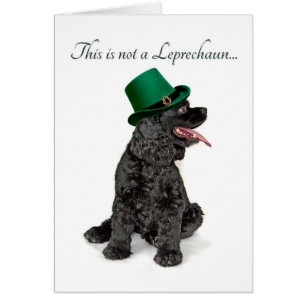 Funny Cocker Spaniel Leprechaun Card