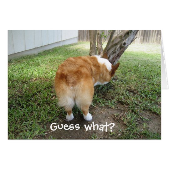 Funny Corgi Card