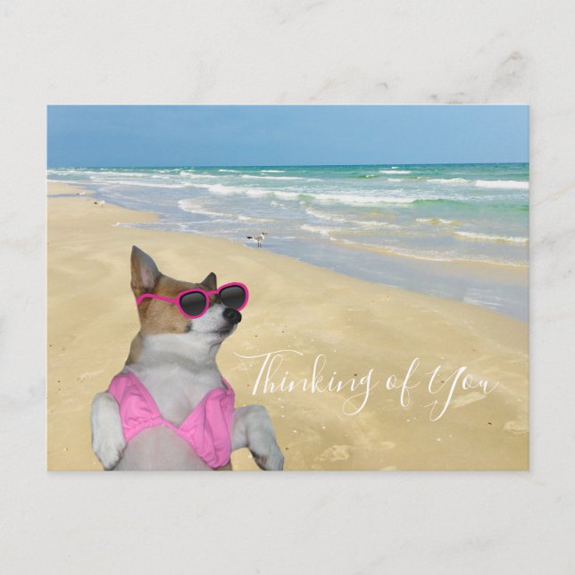 Funny Corgi in Bikini Beach Postcard (Front)