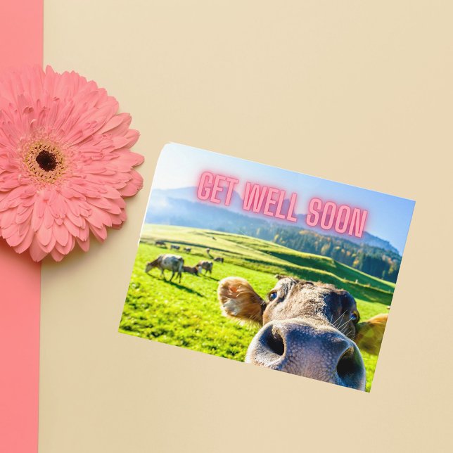 Funny Cow Get Well Soon Postcard (These postcards are thick stock, making them perfect for framing and adding to a bedside table!)