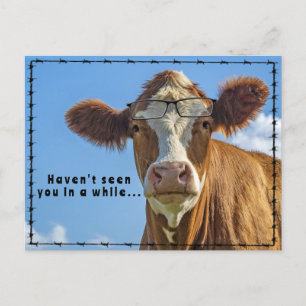 Funny Cow Glasses Ranchers Country Western Tales Postcard