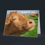 Funny Cow Happy 60th Birthday Card<br><div class="desc">This design features a funny image of a cow! Ideal for special occasions such as birthdays,  anniversaries and more. If you wish to personalize the design by changing the message,  age or font please click on “Edit Design”.</div>