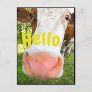 Funny Cow Hello Postcard
