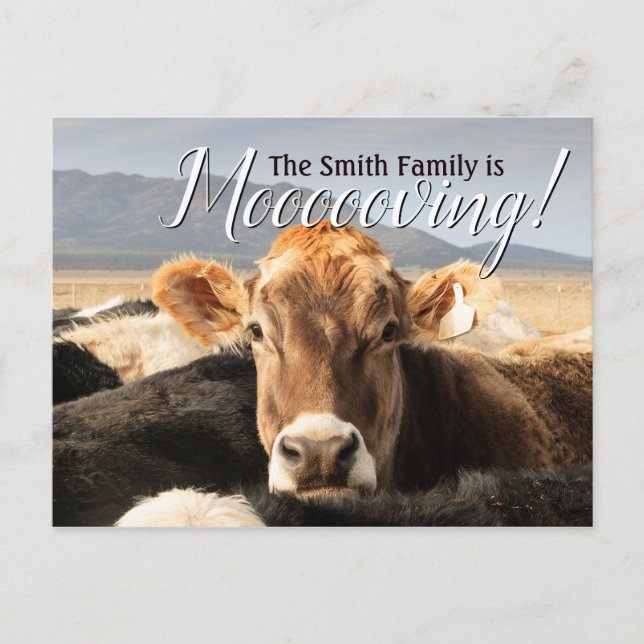 Funny Cow Moving Announcement Postcard (Front)
