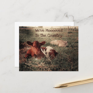 Funny Cow Rustic Country Farm Moving Announcement Postcard