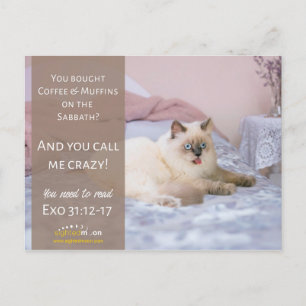 Funny Crazy Cat Humour Postcard