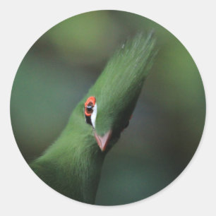 Funny Curious Guinea Turaco Green Bird Classic Round Sticker