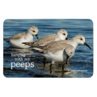 Funny Cute 4 Sanderlings Sandpipers at the Beach