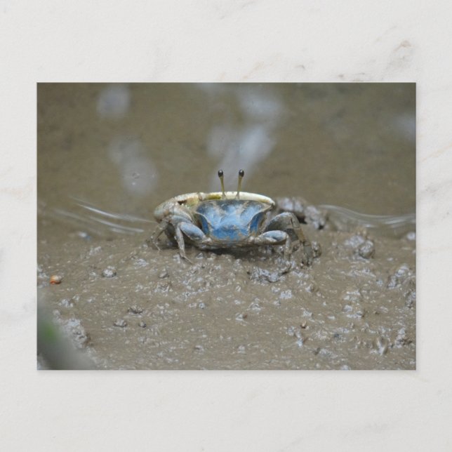 Funny Cute Blue Fiddler Crab on Mud Flats Photo Postcard (Front)