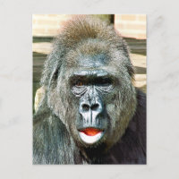 FUNNY CUTE GORILLA