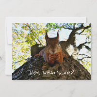 Funny Cute Hey What's Up Squirrel Hi And Hello Sup