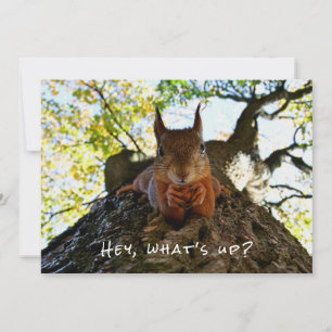 Funny Cute Hey What's Up Squirrel Hi And Hello Sup Holiday Card