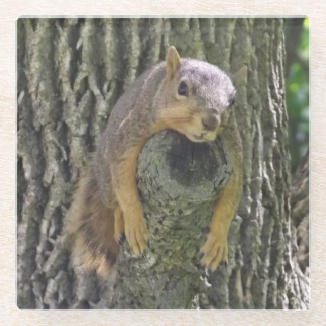 Funny Cute Lazy Squirrel on Tree Branch Glass Coaster (Front)