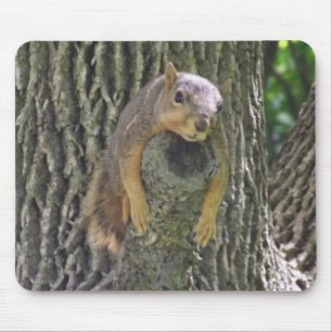 Funny Cute Lazy Squirrel on Tree Branch Mouse Pad