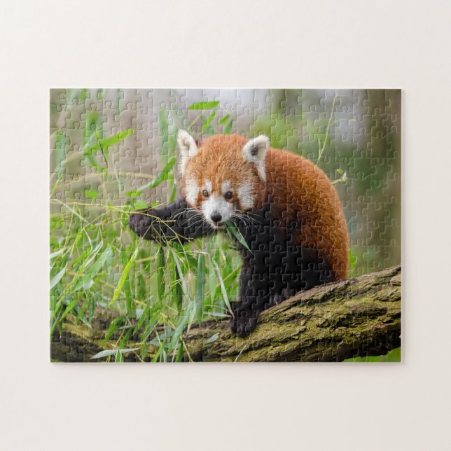 funny cute red panda photo jigsaw puzzle (Horizontal)