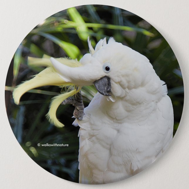 Funny Cute Sulphur-Crested Cockatoo Waves Hello 6 Cm Round Badge (Front)