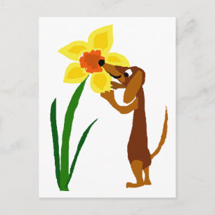 Funny Dachshund Smelling Yellow Daffodil Postcard