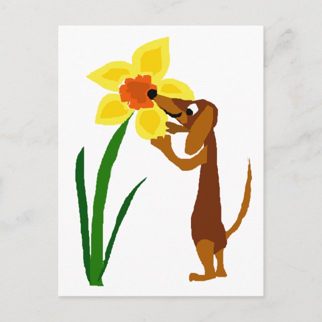 Funny Dachshund Smelling Yellow Daffodil Postcard (Front)