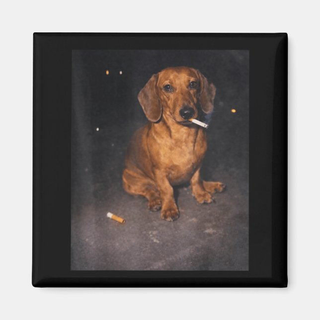 Funny dachshund smoking meme cigarette dog meme magnet (Front)