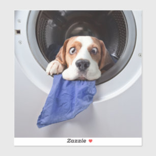 Funny dizzy beagle delicate washing