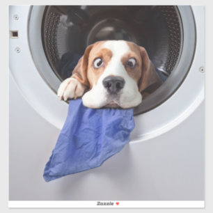Funny dizzy beagle delicate washing