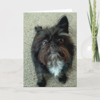 funny dog birthday greeting card