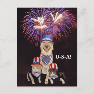 Funny Dog/Cat July 4th Postcard