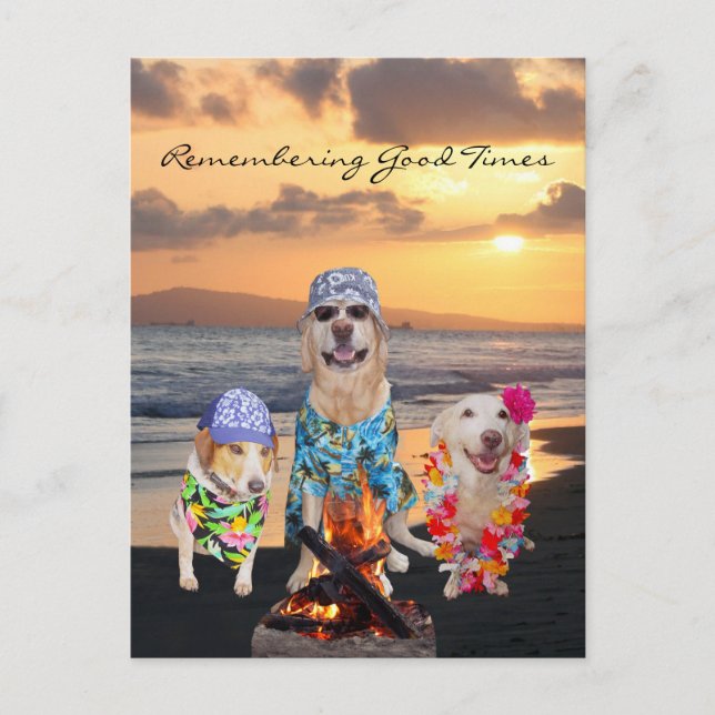 Funny Dog Graduation Party on the Beach Postcard (Front)
