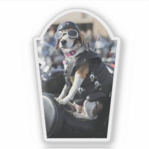 Funny dog on motorcycle with vest goggles photo