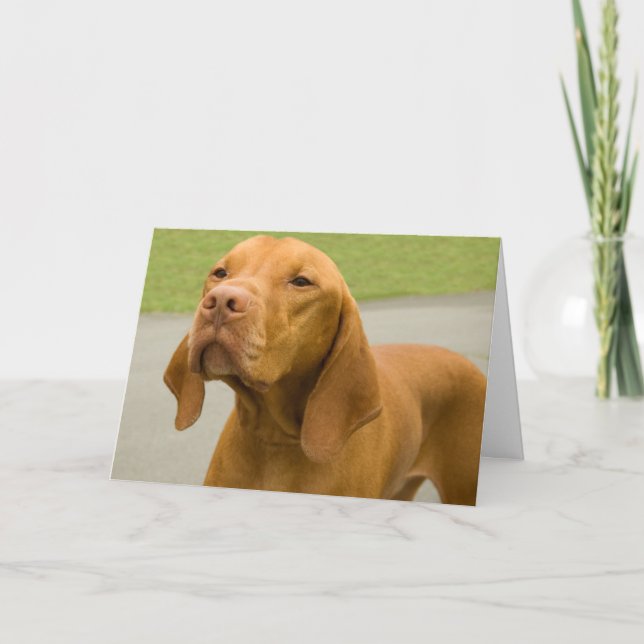 Funny Dog Photo Vizsla Card (Front)