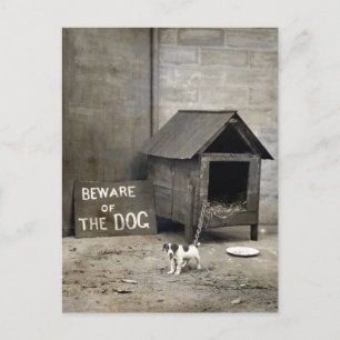 Funny Dog postards Postcard