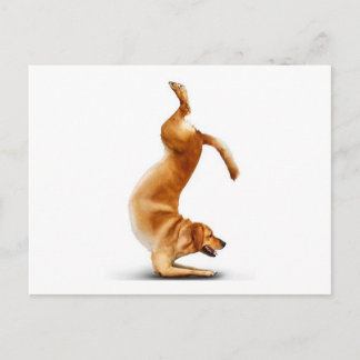 Funny dog postcard