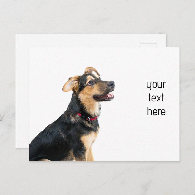 Funny dog puppy postcard (Front/Back)