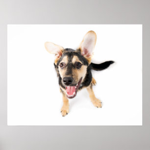 Funny dog puppy poster