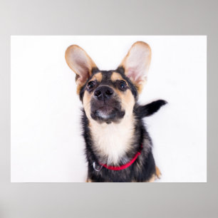 Funny dog puppy poster