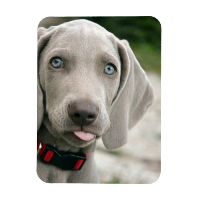 Funny Dog Sticking Tongue Out Photo Magnet (Vertical)