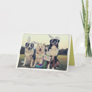 Funny Dogs Happy Easter Card