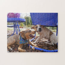 Funny dogs