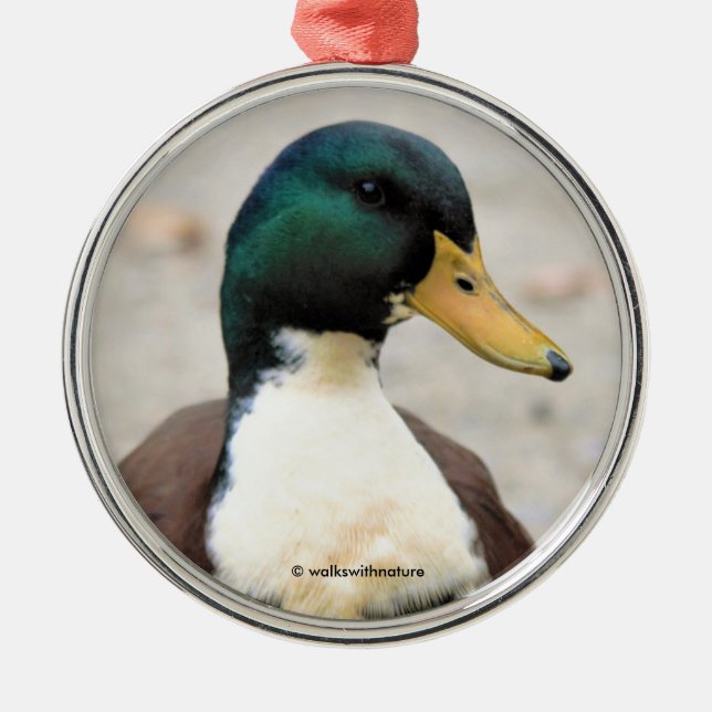 Funny Domestic Mallard Duclair Bibbed Odd Duck Metal Ornament (Front)