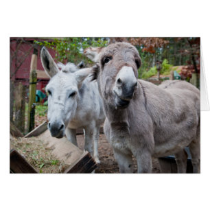 Funny Donkey